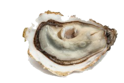 Huitres Spéciales Gillardeau N°3