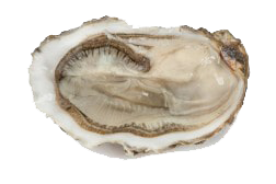 La Mimi , Mi Mer, Mi Claire N°4