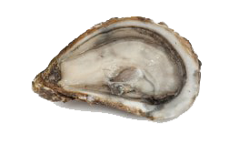 Huîtres Fines de claire Marennes Oléron N°3