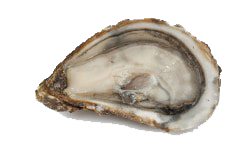 Huître Creuse Istrenn Mont Saint Michel N°3