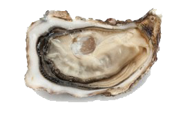 Spéciales «Écaille d'Argent» N°3